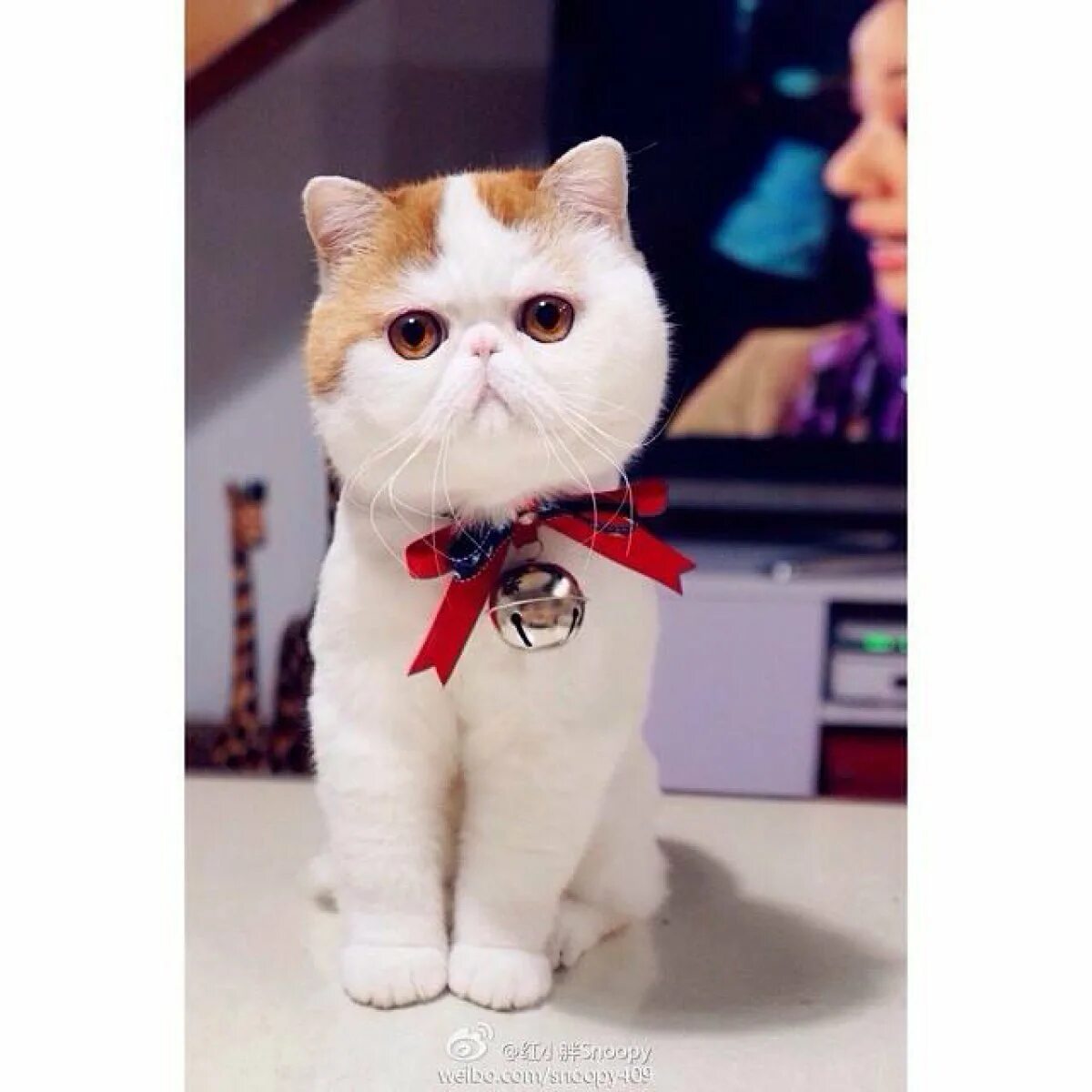 Коты в японии. Японский кот снупи. Китаец котенок. Кошки в китае. Китаец котенок.