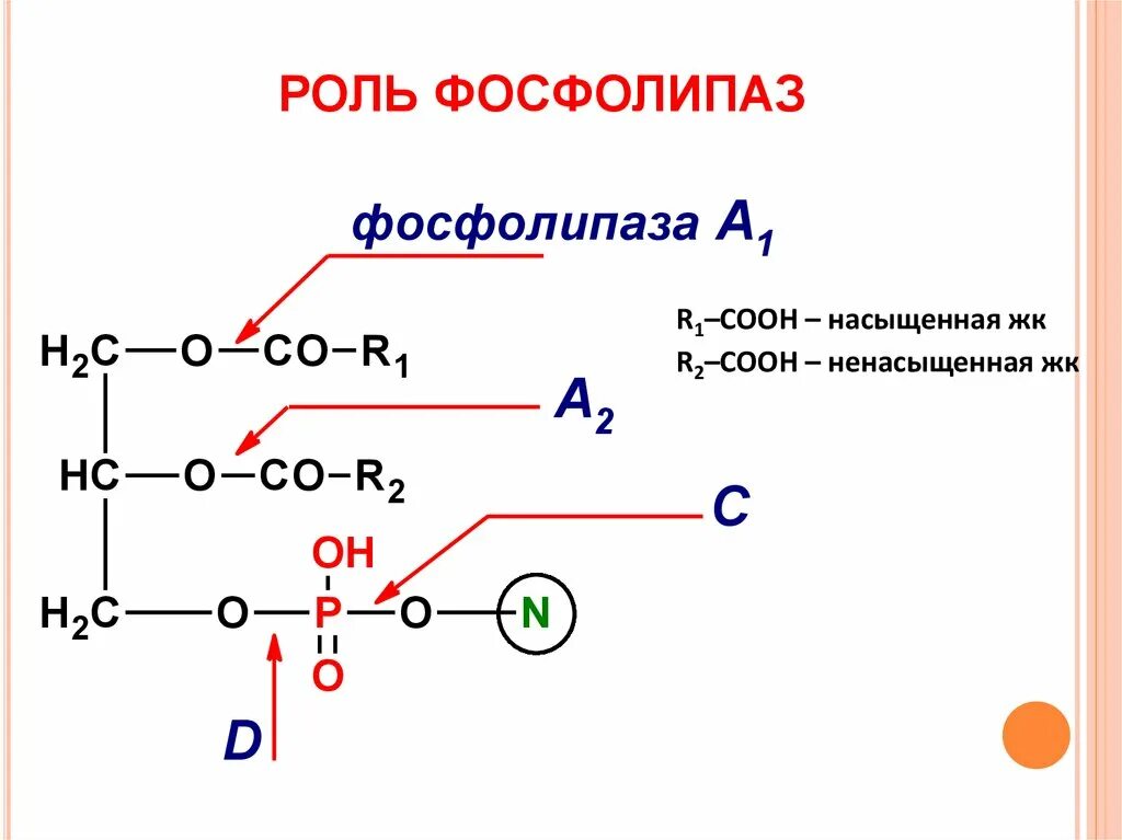Фосфолипаза с механизм действия. Фосфолипаза а2 синтезируется в. Роль фермента фосфолипаза а2. Гидролиз фосфатидилэтаноламина под действием фосфолипазы а2. Фосфолипаза с активируется.