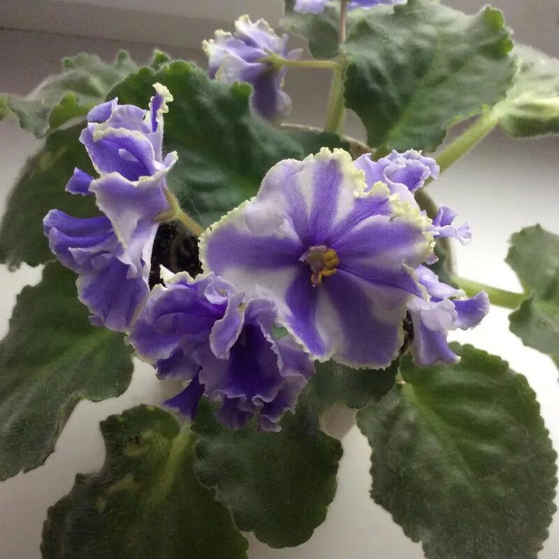 Сенполия наутилус. Фиалка наутилус. Ек наутилус фиалка химера. Ек наутилус фиалка химера. Фиалка наутилус.