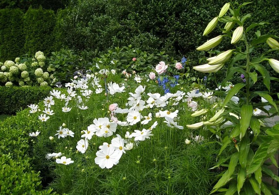 container gardening Dirt Simple Annual plants, Plants, Annual flowers