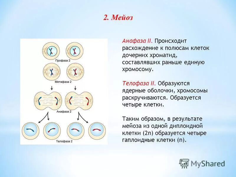 Телофаза мейоза 2. Мейоз 2 фазы и процессы наборы. Деление клетки мейоз анафаза 2. Материнские клетки мейоз 2. Тест мейоз гаметогенез