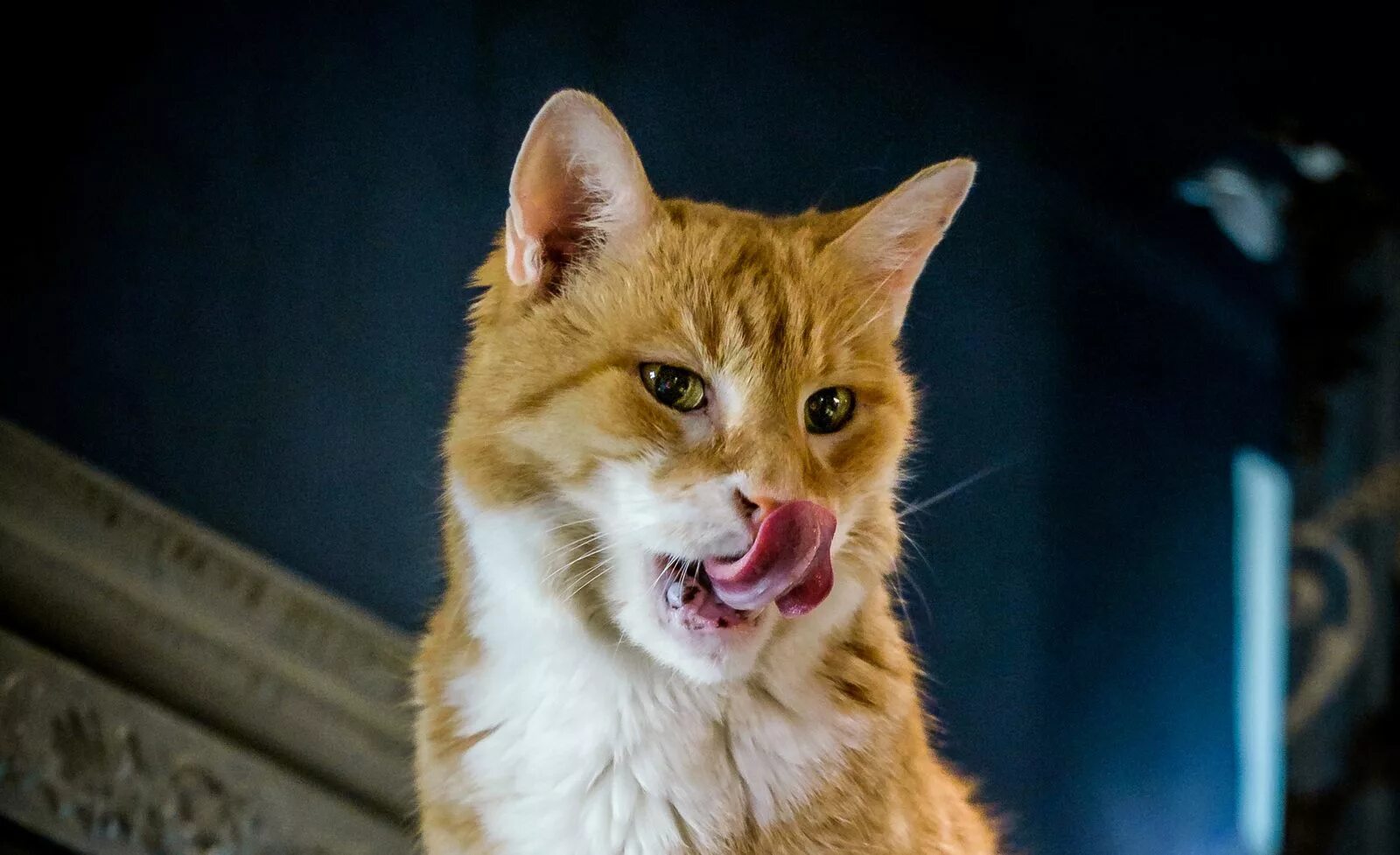 Брачный зов кота. Голос кошки зовущей котенка. Кот зовет кошку. Голоса котов. Мяуканье кошки в брачный период.