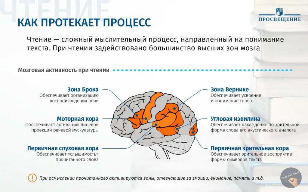 Области коры головного мозга задействованные в процессе чтения. Что отвечает за чтение в мозгу. Мозговая организация чтения. Отдел мозга отвечающий за чтение.