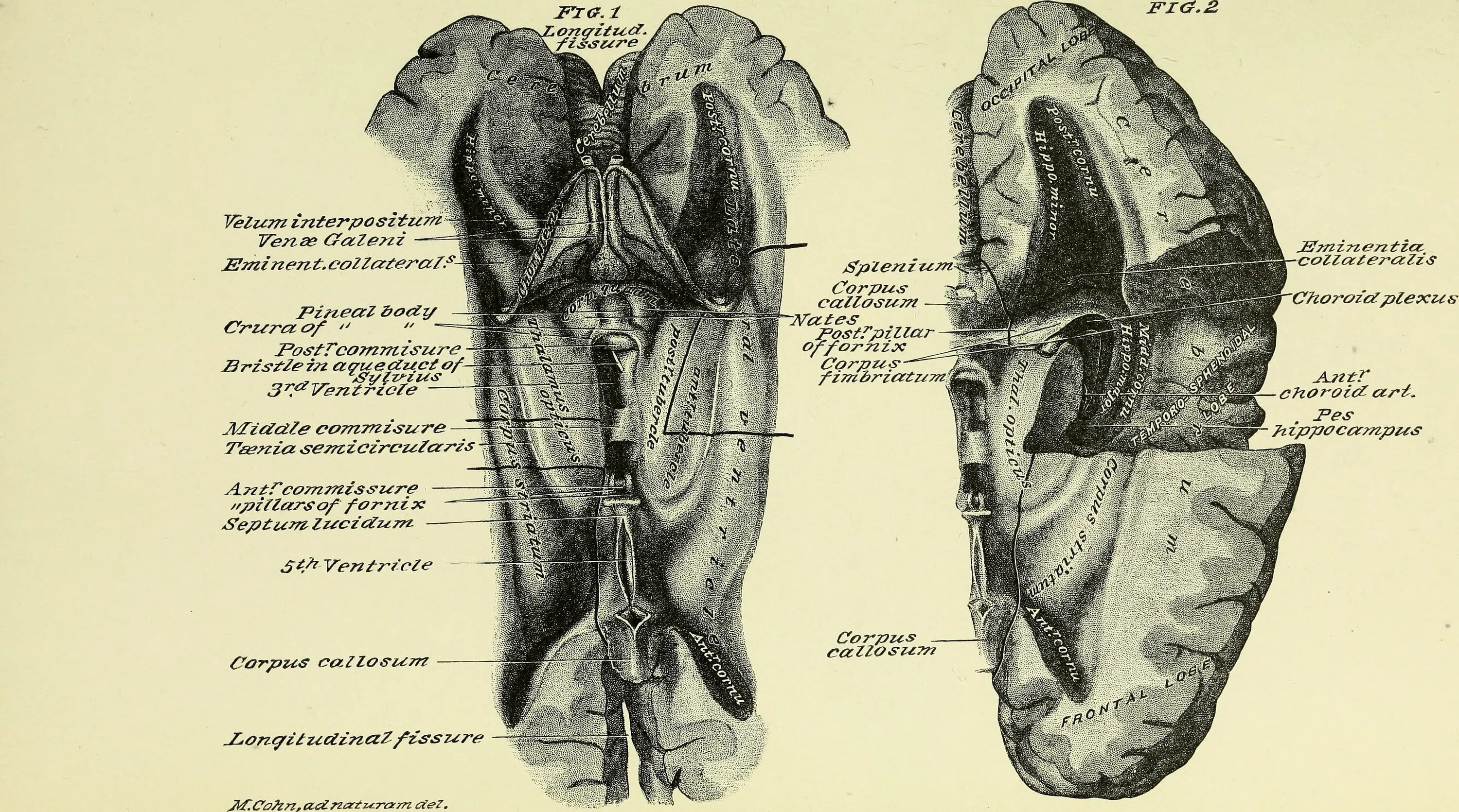 Practical anatomy