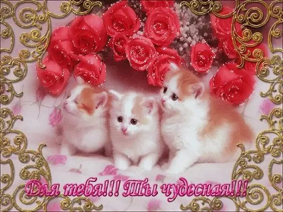 Красивые картинки котят с пожеланиями Pin on ART K. CHIN