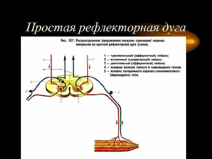 Рефлекторная дуга неврология. Простая рефлекторная дуга. Простая и сложная рефлекторная дуга. Схема простой рефлекторной дуги. Участки рефлекторной дуги