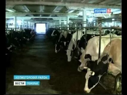 Холмогорский племзавод