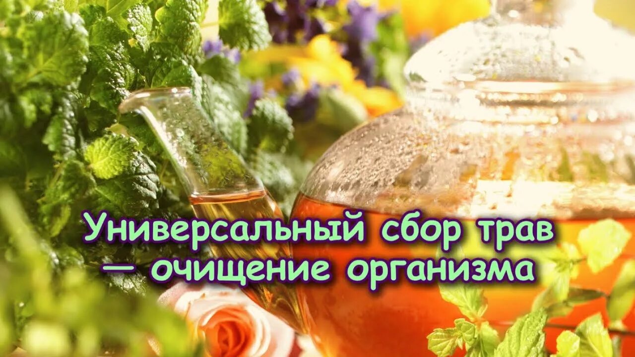 Марва Оганян растения. Марва Оганян список трав. Сбор очищение организма. Сбор Марвы Оганян
