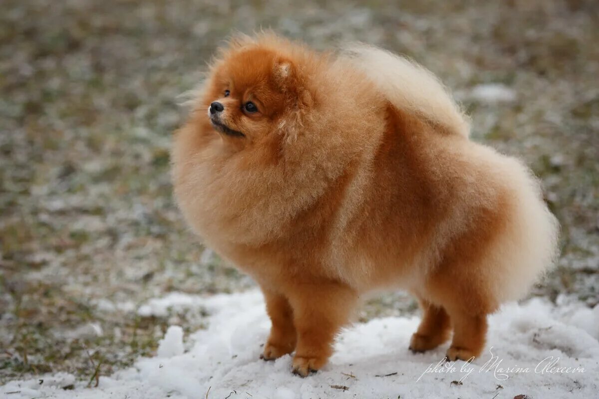 Карликовый померанский шпиц мишка. Померанский мини шпиц медвежьего. Померанский шпиц медвежьего типа взрослый. Карликовый померанский шпиц мишка. Померанский мини шпиц медвежьего.