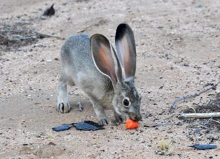Jack rabbit