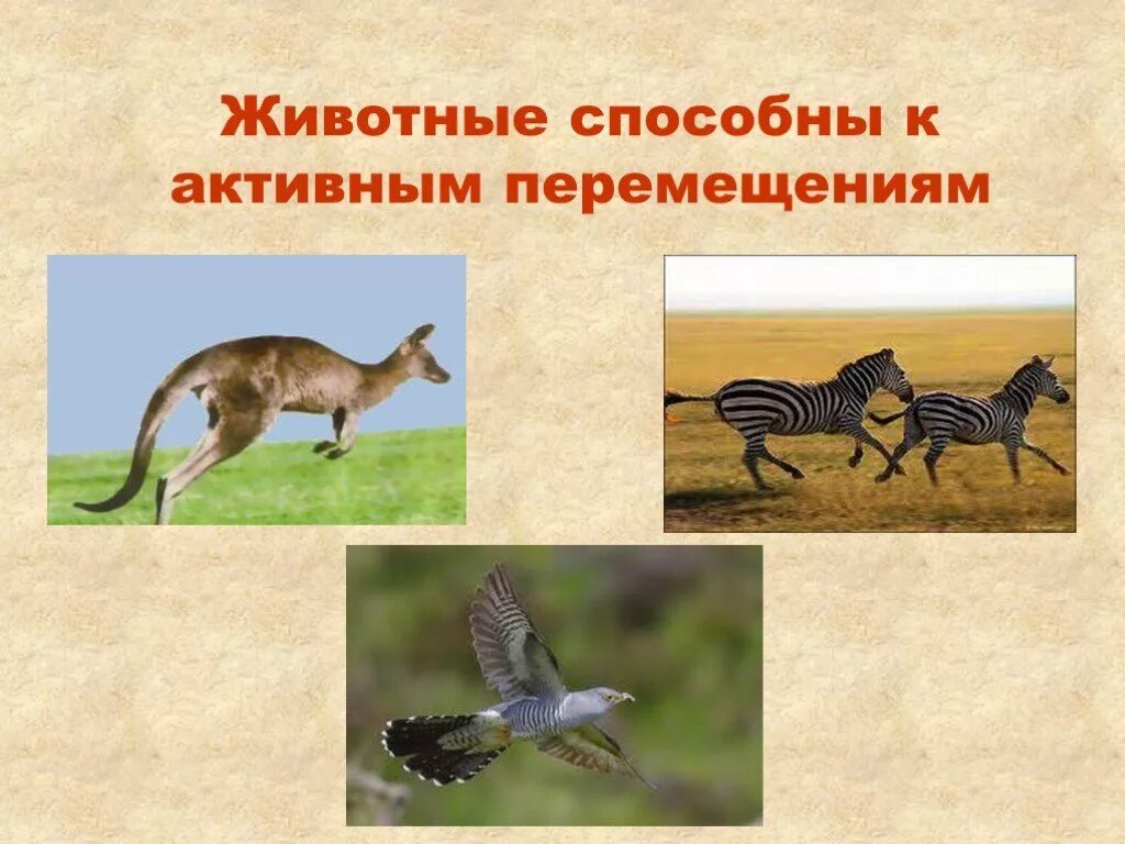Особенности передвижения животных. Животные способны к. Активное движение животных. Передвижение наземных животных.. Способы движения животных.