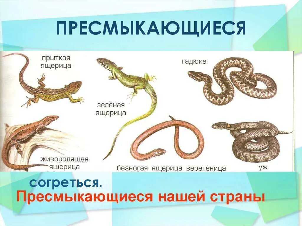 Тип развития прыткой ящерицы