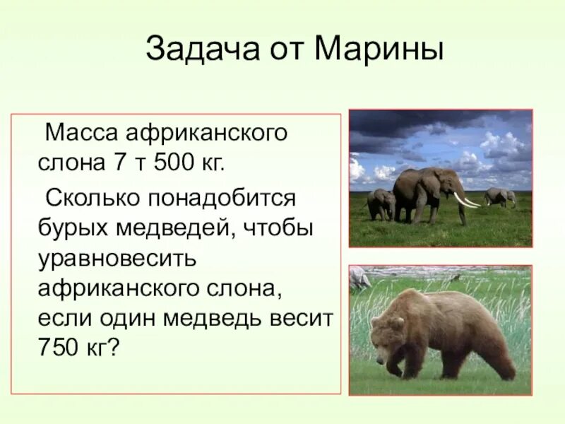 Слон сколько кг. Масса африканского слона. Сколько весит слон. Вес африканского слона. Сколько весит Африканский слон.