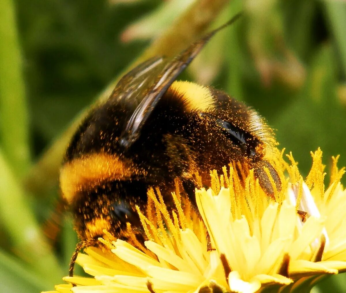 Шмель и хмель. Шмель большой мохнатый. Хмель мохнатый шмель пиво. Пиво эль мохнатый шмель светлое нефильтрованное. Шмель беложопик.