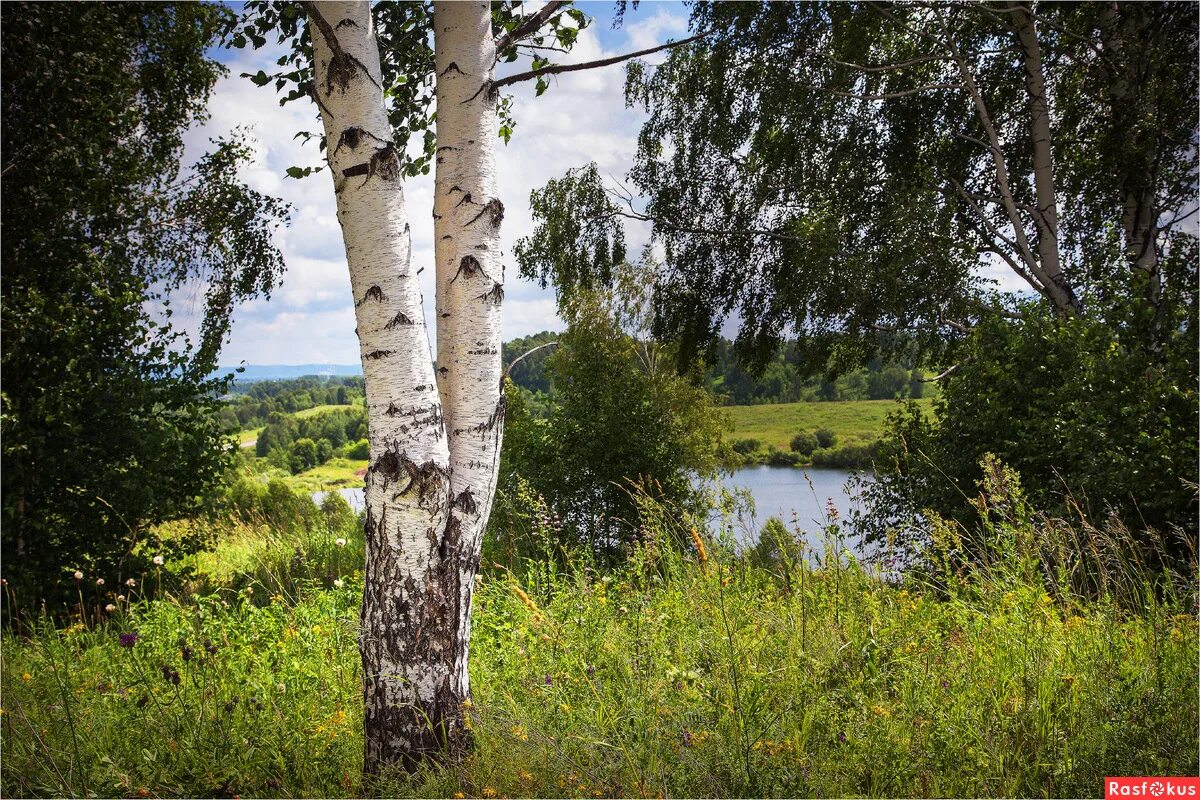 девушка у березы. россия просторы березки. березняк, березовая роща. березовая роща череповец. пушгоры береза.
