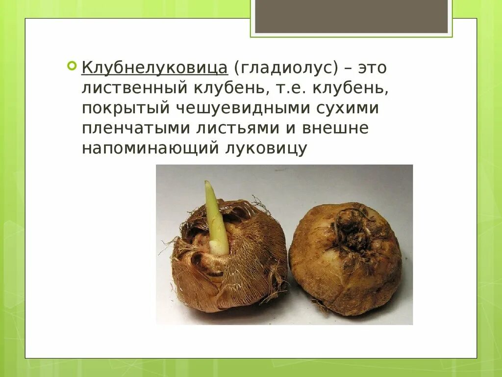Функция клубня у растений. Побег клубнелуковица. функции клубня. растения с клубнелуковицами. побег гладиолуса.