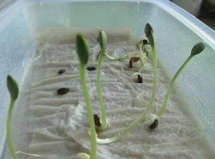 День семена - 64 фото