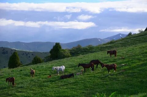 Жер иесі. Жер иесі. Табун лошадей казахстан. Казахстан горы. Жер иесі.
