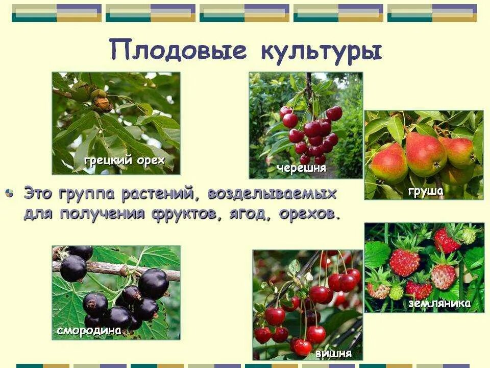 Примеры сортов любых культурных растений. Плодовые культуры. Плодовые культуры растения. Кладовые культурные растения. Культурные плодовверастения.