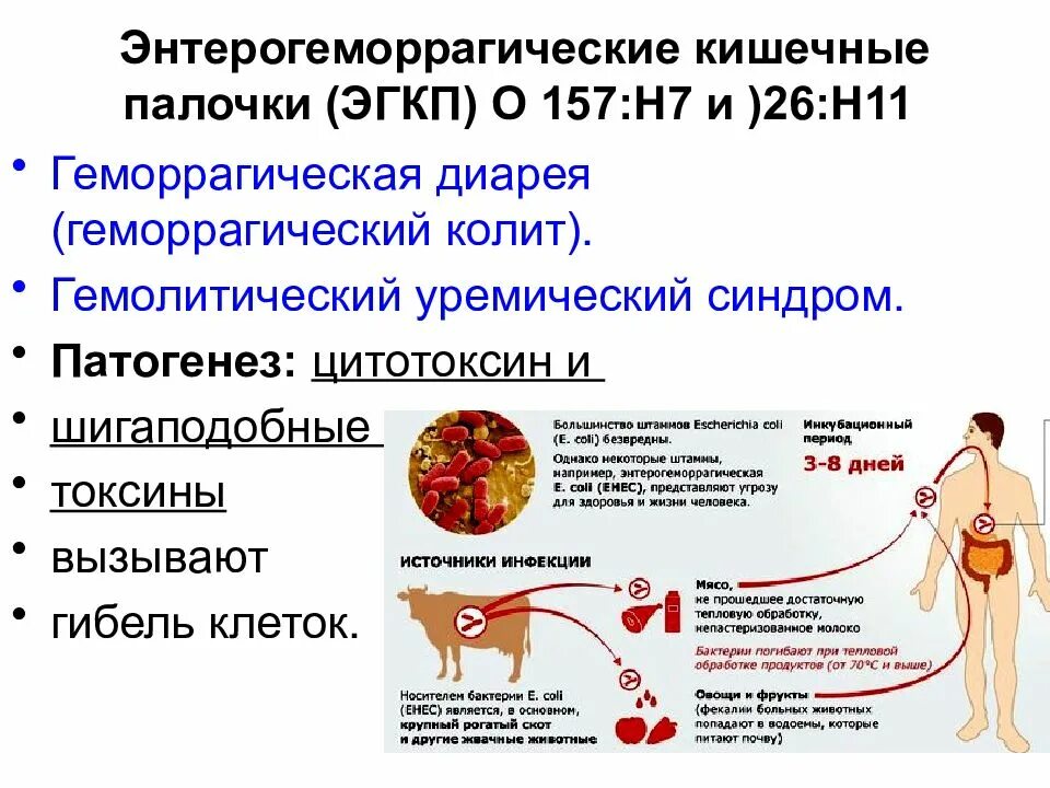 Эшерихия коли гемолитическая