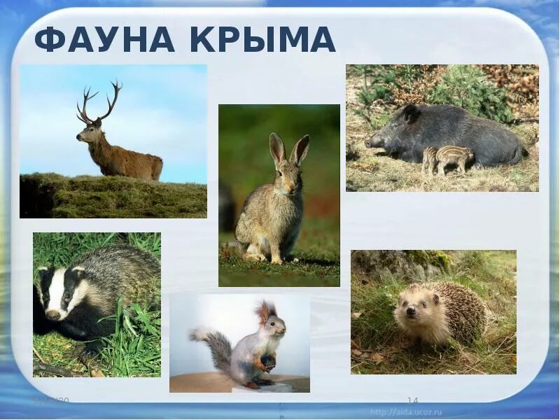 Животные крыма описание