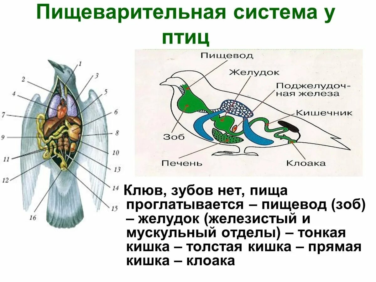 Строение органов пищеварения птиц. Пищеварительная выделительная и дыхательная система птиц. Пищевая система птиц кратко. Пищеварительная система птиц 7 класс. Пищевод зоб