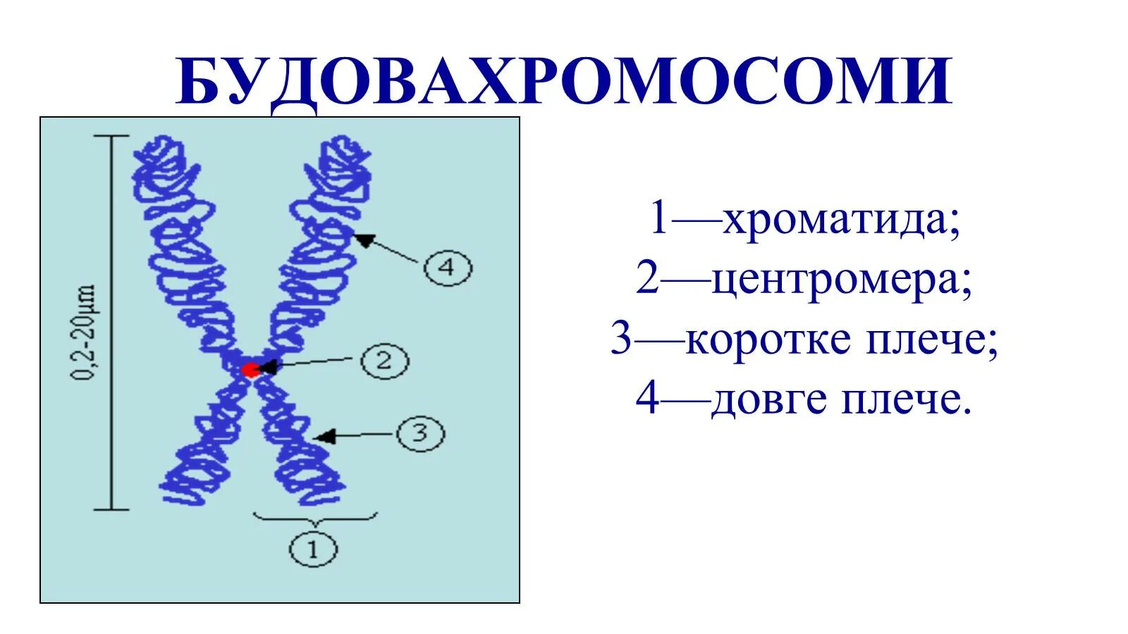 Хромосомы состоят из двух хроматид. Хромосома и хроматида. Процессы которые происходят в метафазе. Стадии метафазы митоза набор хромосом. Сколько хроматид в хромосоме к началу.
