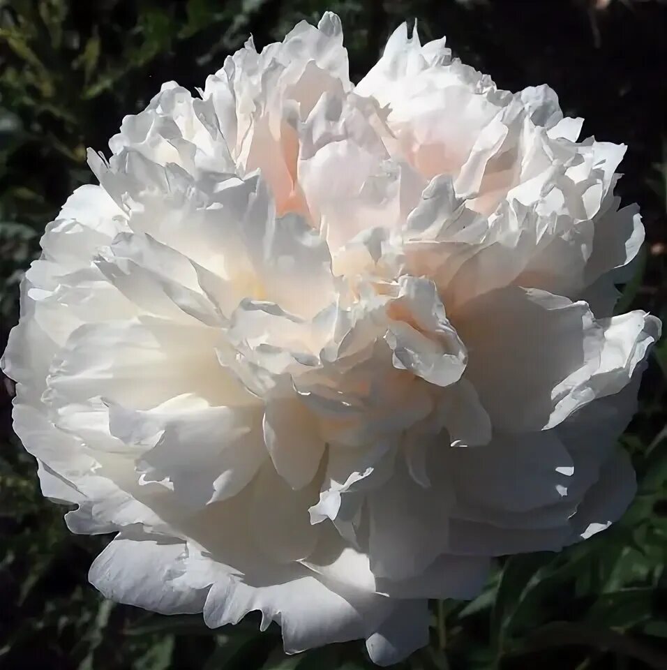 Avalanche ( Chilly root Peony farm) Peony farm, Flower identification, Flower ga
