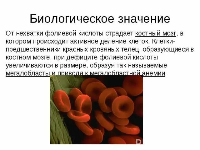 Ее биологическое значение. Биологическое значение. биологическое значение жел. биологическое значение жел для человека. биологическое значение фосфора.
