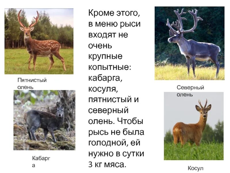 Какие отношения складываются между кабаргой и оленем. Косуля. косуля и олень. кабарга и северный олень. отношения между кабаргой и северным оленем.