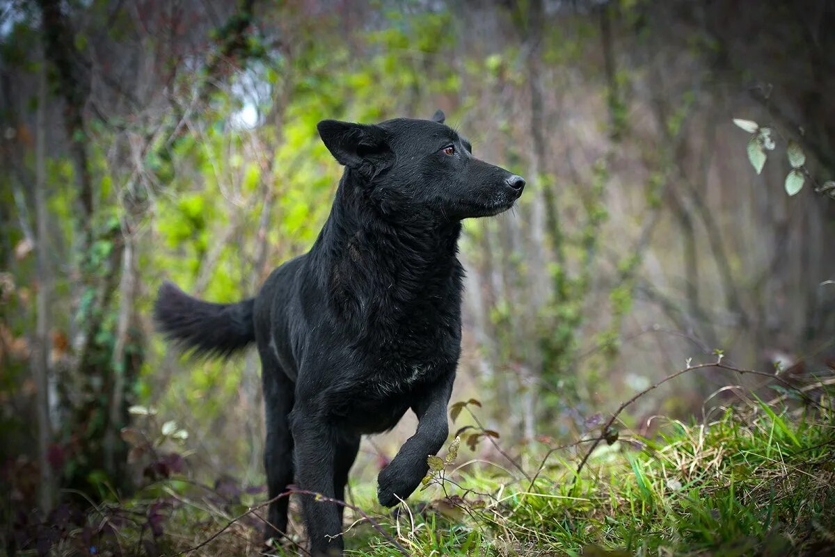 Сонник щенок черный. Черная собачка дворняжка. Беспородная собака дворняжка черная. Собака дворнчга чёрная. Черная большая дворняга.