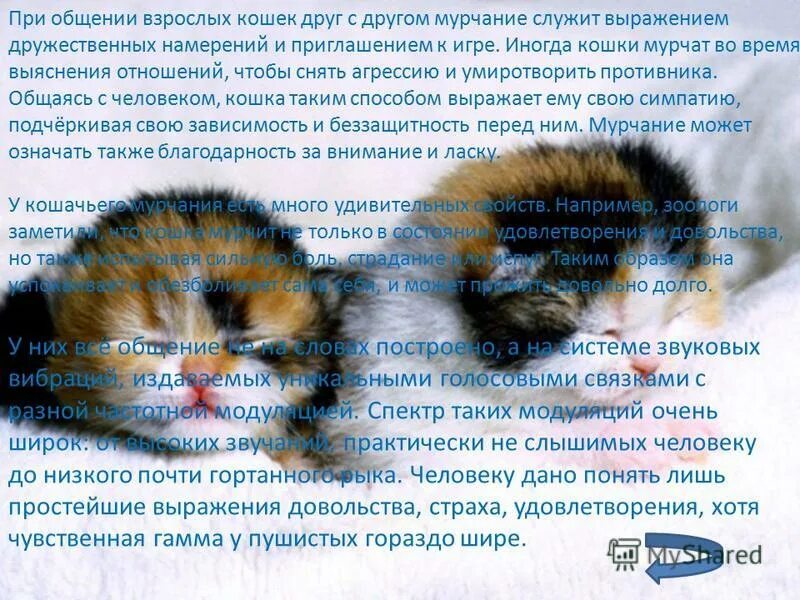 Когда котята начинают мурчать