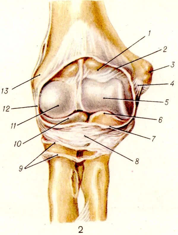 Связки локтя. Анатомия локтевого сустава человека. Связки локтевого сустава анатомия. Локтевой сустав плечелоктевой сустав. Локтевой сустав сустав анатомия.
