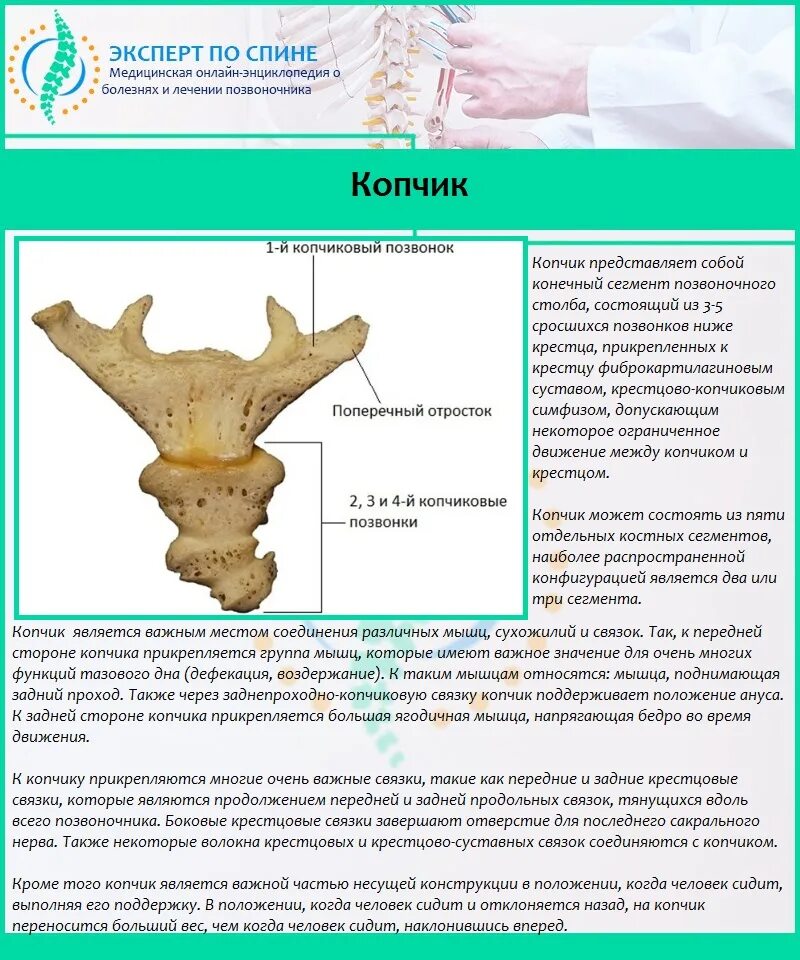 Болит спина у копчика. Болит последний копчиковый позвонок.