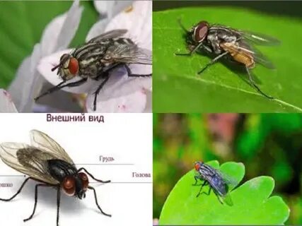 Род мухи