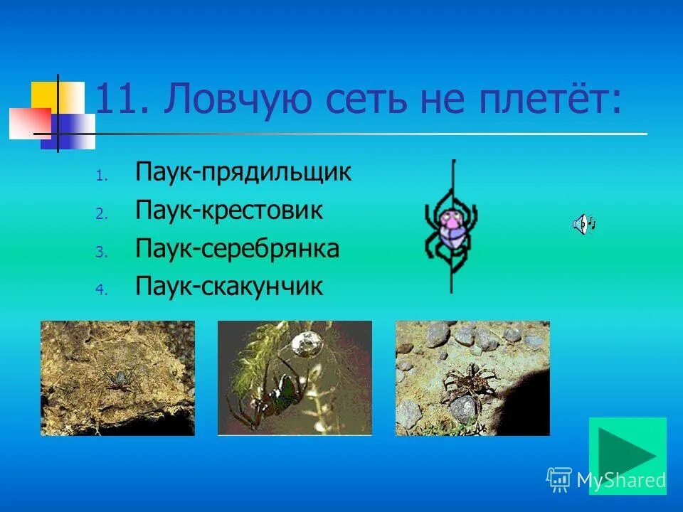 Ловчую сеть не плетет паук. Argiope savignyi. Паук крестовик презентация. Ловчую сеть не плетет паук. Ловчая паутина паука.