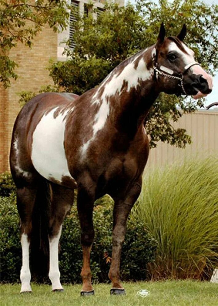 Белая лошадь с коричневыми точками. Paint horse. Породы лошадей американский пейнтхорс. Американский пейнтхорс лошадь. Лошади марсии болдуин.
