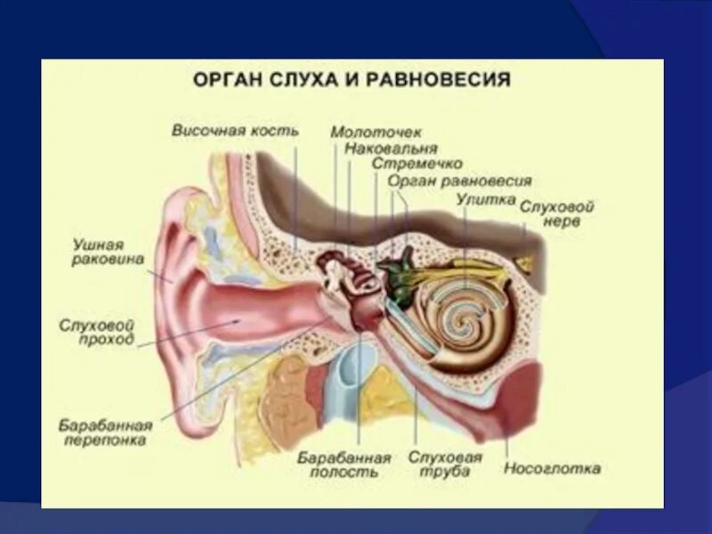 Тест по теме орган слуха. Орган слуха и равновесия. Строение органа слуха и равновесия. Орган слуха и орган равновесия. Строение органов чувств человека.