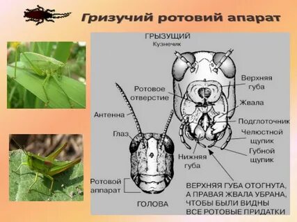 Тип ротового аппарата у прямокрылых