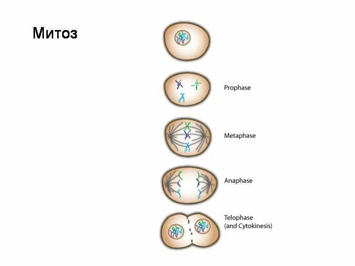 Фазы митоза схема. Деление клетки митоз схема. Схема стадий митоза. Этапы деления клетки митоз. Митоз прямое деление клеток