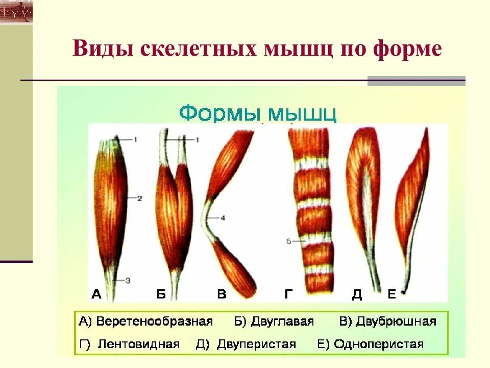 Работа скелетных мышц человека. Формы мышц. Классификация и строение мышц. Формы скелетных мышц. Виды мышц по форме.