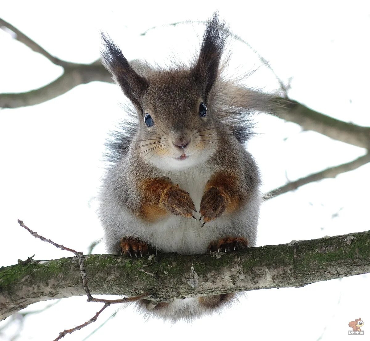 белка ест с руки. всемирный день белки. как зовут белку. белочка праздничная. международный день белки.