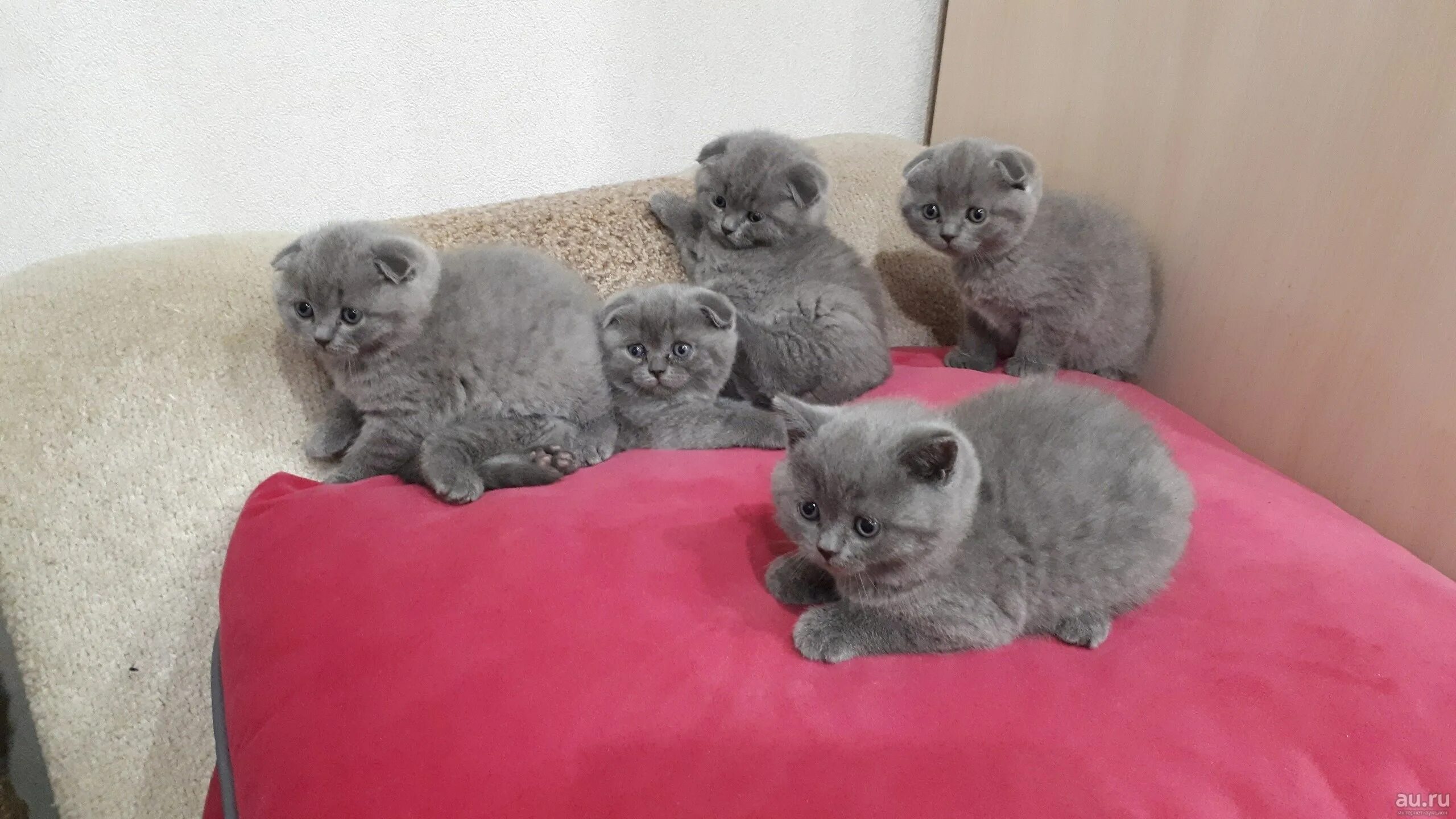 Вислоухие котята добрые руки. Скоттиш фолд голубой. голубые котята шотландцы вислоухие. шотландские вислоухие котята. шотландские вислоухие котята голубого окраса.