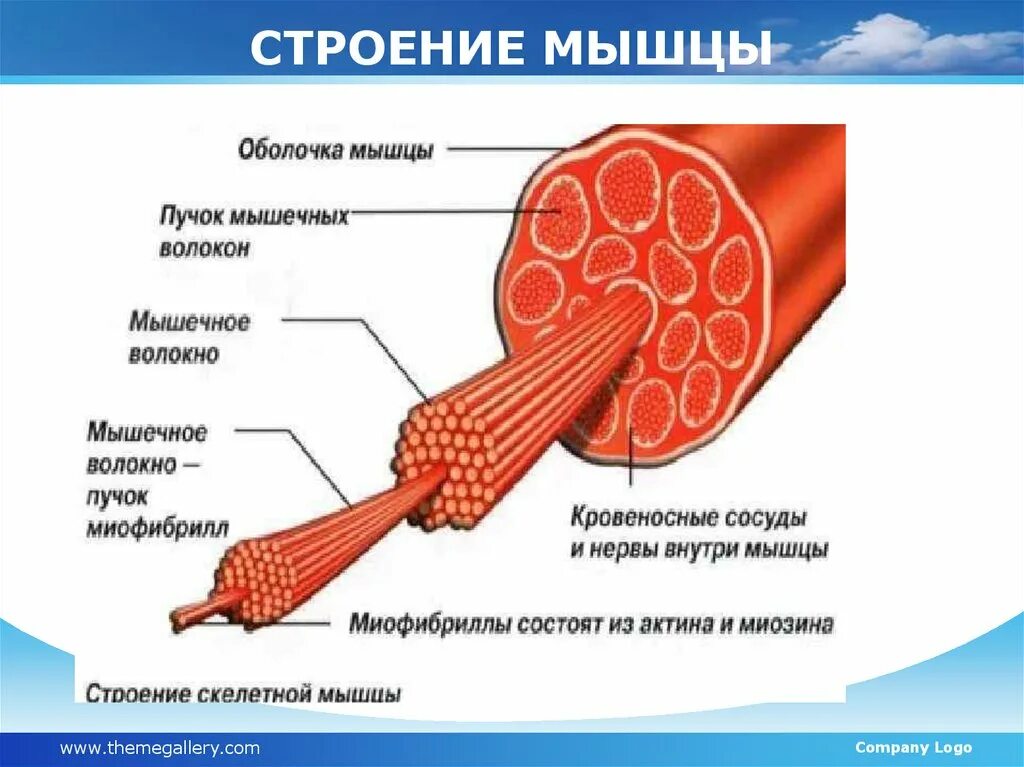 Состоит из пучков. Скелетная мышечная ткань строение. строение скелетной мышцы вид сбоку. внутреннее строение скелетной мышцы. из каких тканей состоитскелеьная мышца.