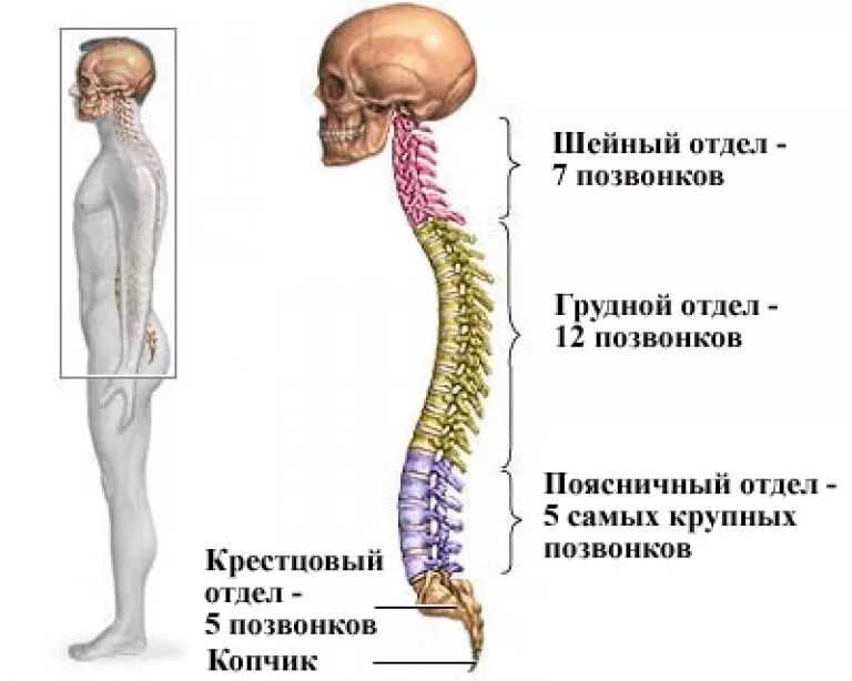 Отделы поясницы. Отделы позвоночника и количество позвонков. Шейный отдел сколько позвонков. Количество позвонков в шейном отделе позвоночника. Кол-во позвонков у человека.