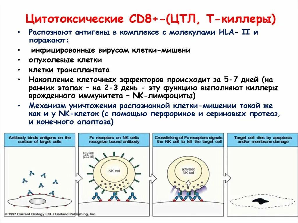 Цитотоксические т клетки. Основные функции цитотоксических лимфоцитов (cd8-лимфоцитов):. Механизм действия т киллеров. Механизм действия cd8. Цитотоксические лимфоциты механизм действия.