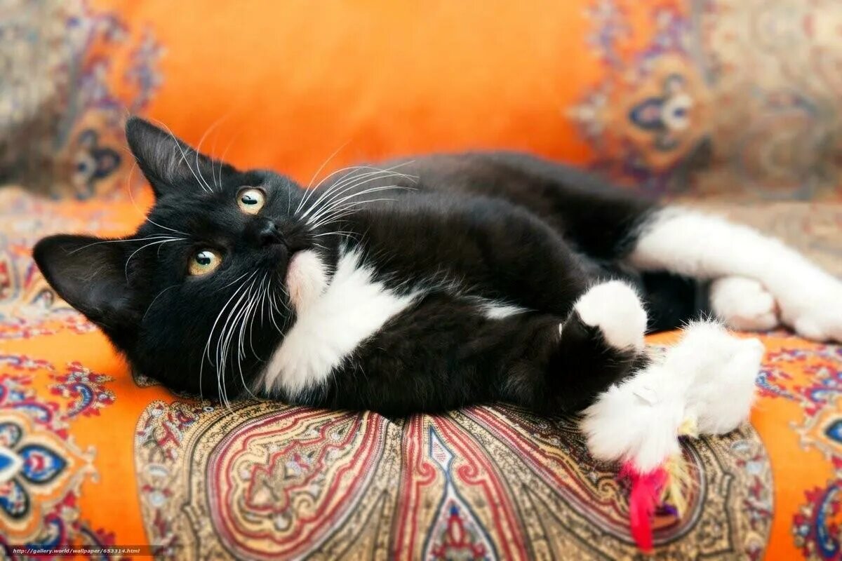 Коты с белыми лапками. Черно белый кот. котенок черно-белый. кошка черная с белым. кот с белыми лапками.