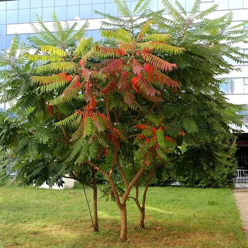 Сумах польза. Сумах оленерогий Rhus typhina. Сумах оленерогий уксусное дерево. Сумах пушистый оленерогий уксусное дерево. Сумах пушистый оленерогий.