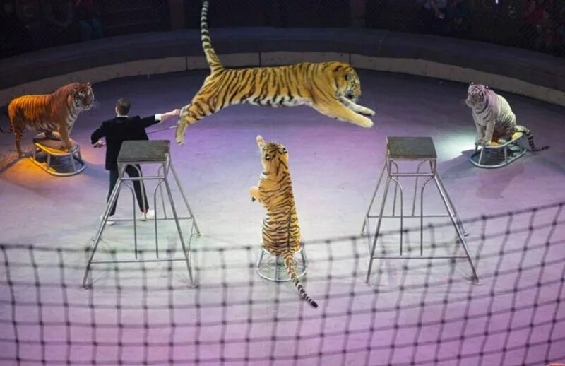 людмила суркова дрессировщица. цирк мстислава и ярослава запашных. астраханский цирк джемелли. мстислав запашный с тиграми. тигры на земле и в воздухе цирк.