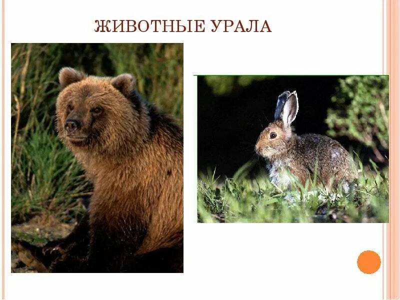 Животные урала нуждающиеся в охране